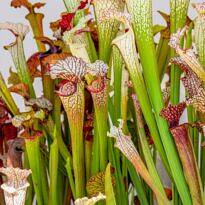 Sarracenia leucophylla