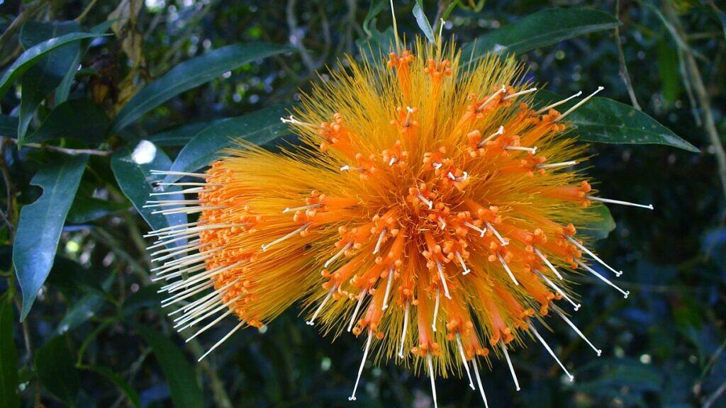 Stifftia chrysantha