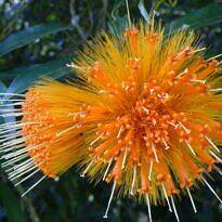 Stifftia chrysantha