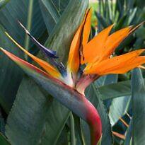 Strelitzia reginae