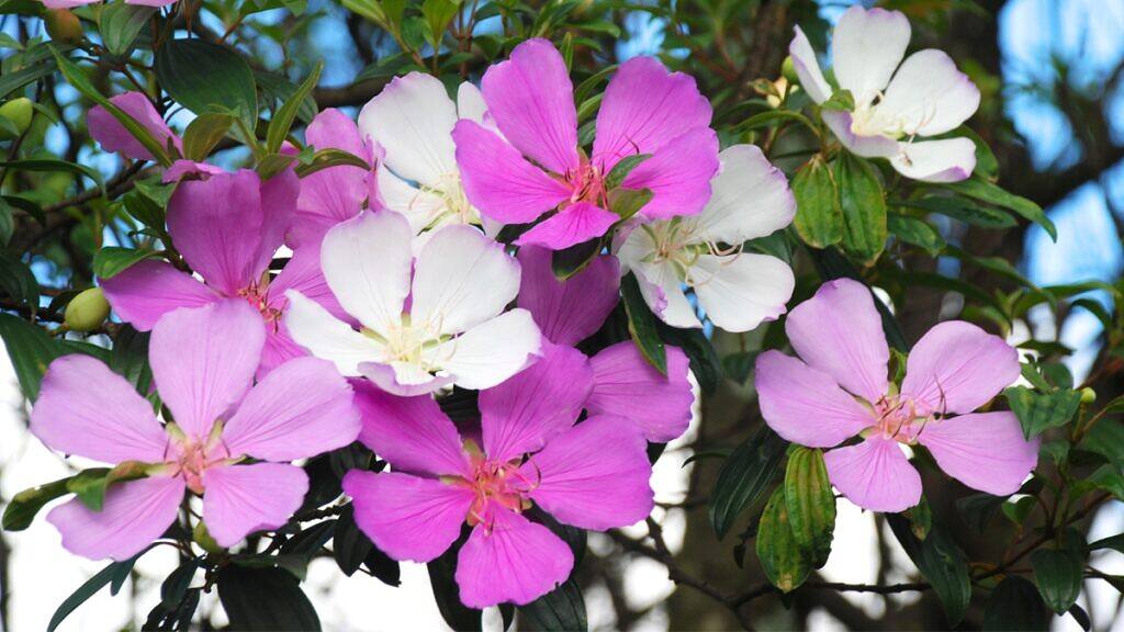Tibouchina mutabilis