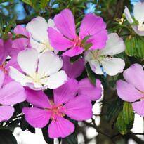 Tibouchina mutabilis