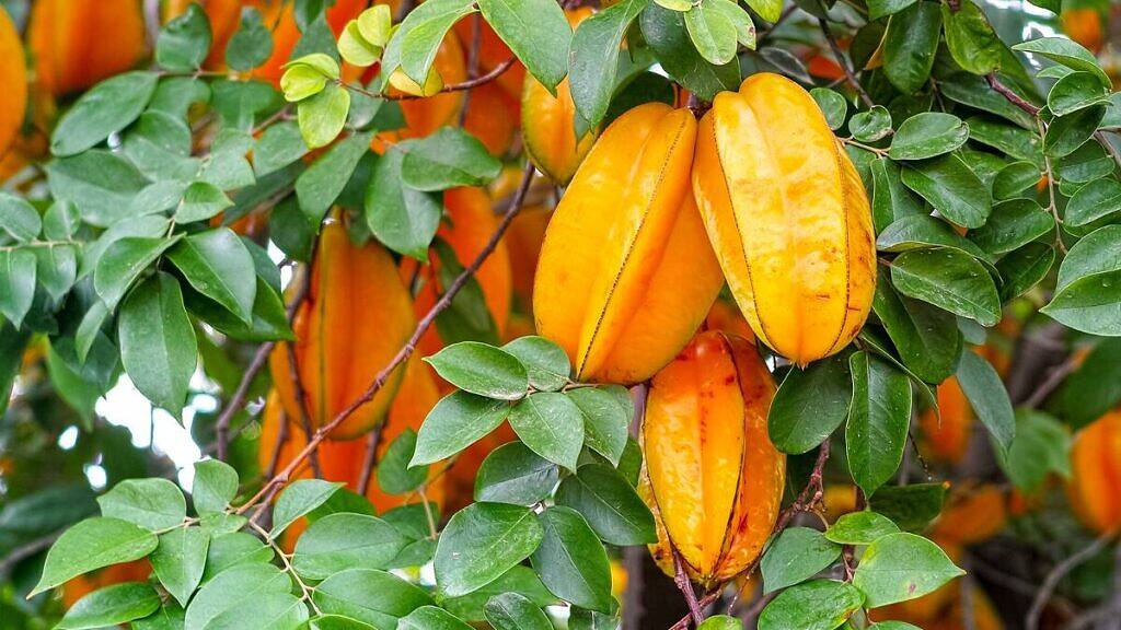 Averrhoa carambola
