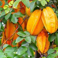 Averrhoa carambola