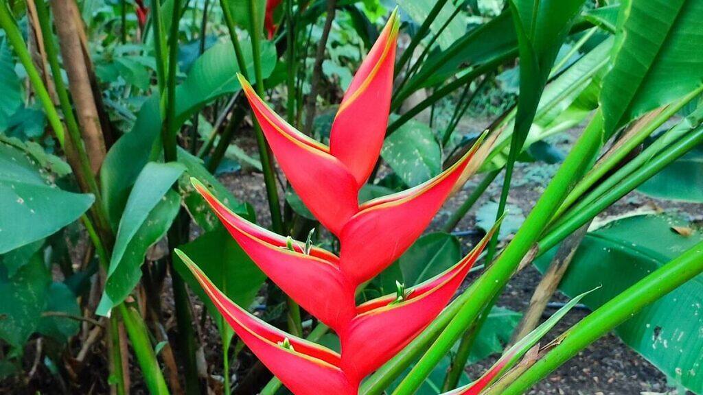 Heliconia stricta