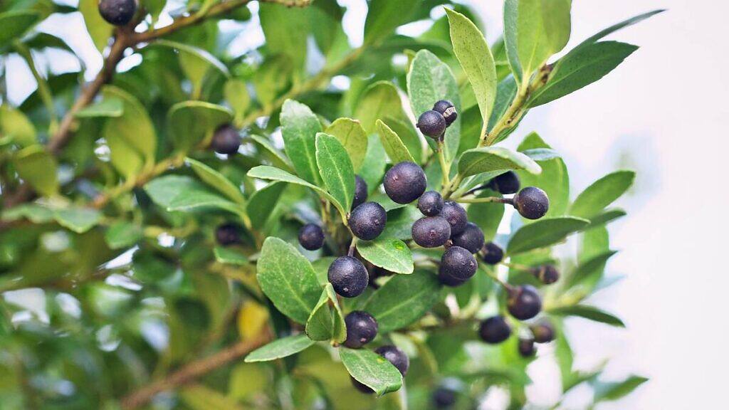 Ilex crenata