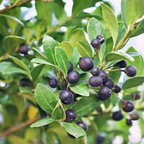 Ilex crenata