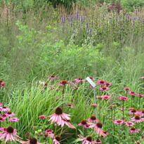 El Jardín Naturalista: Redefiniendo la Belleza Salvaje