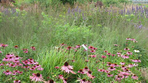 El Jardín Naturalista: Redefiniendo la Belleza Salvaje
