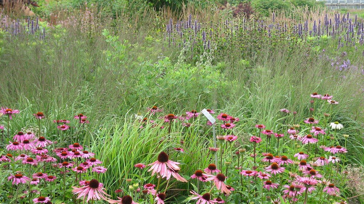 El Jardín Naturalista: Redefiniendo la Belleza Salvaje