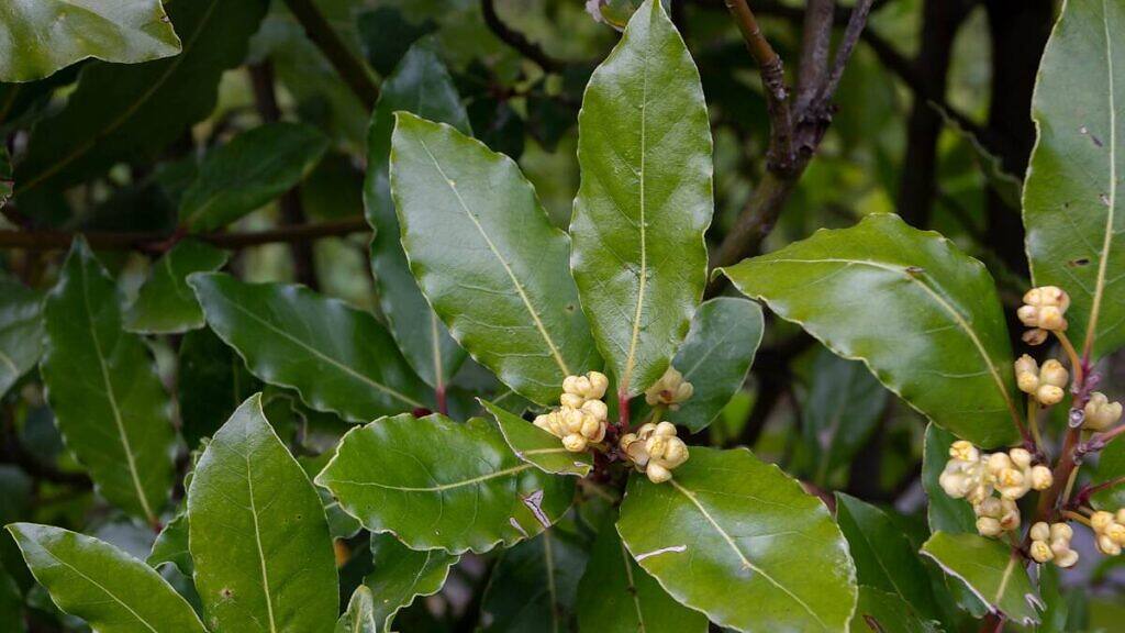 Laurus nobilis