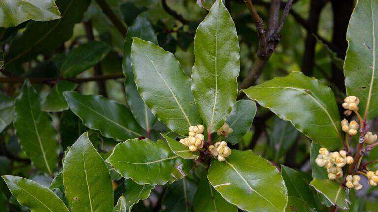 Laurus nobilis