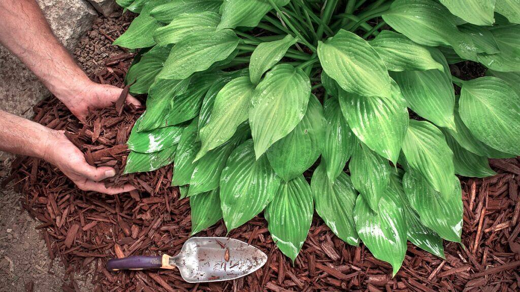 Mulching o acolchado