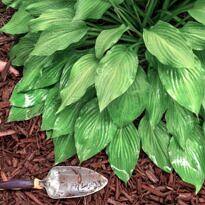 Mulching o acolchado