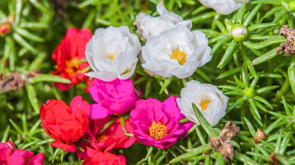Portulaca grandiflora