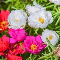 Portulaca grandiflora