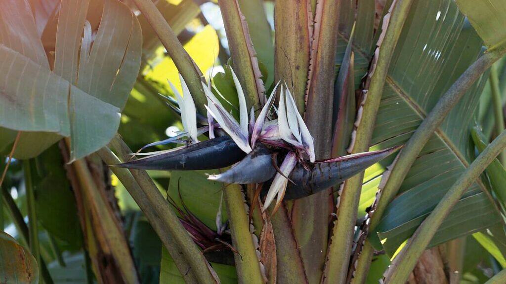 Strelitzia nicolai