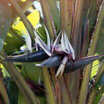 Strelitzia nicolai
