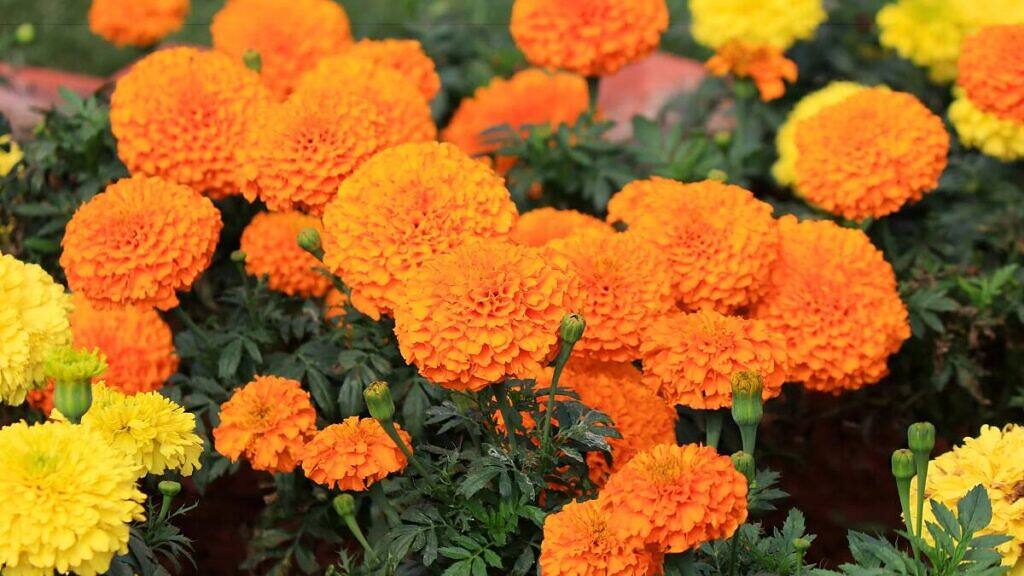 Tagetes erecta