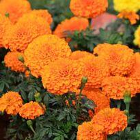 Tagetes erecta