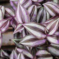 Tradescantia zebrina