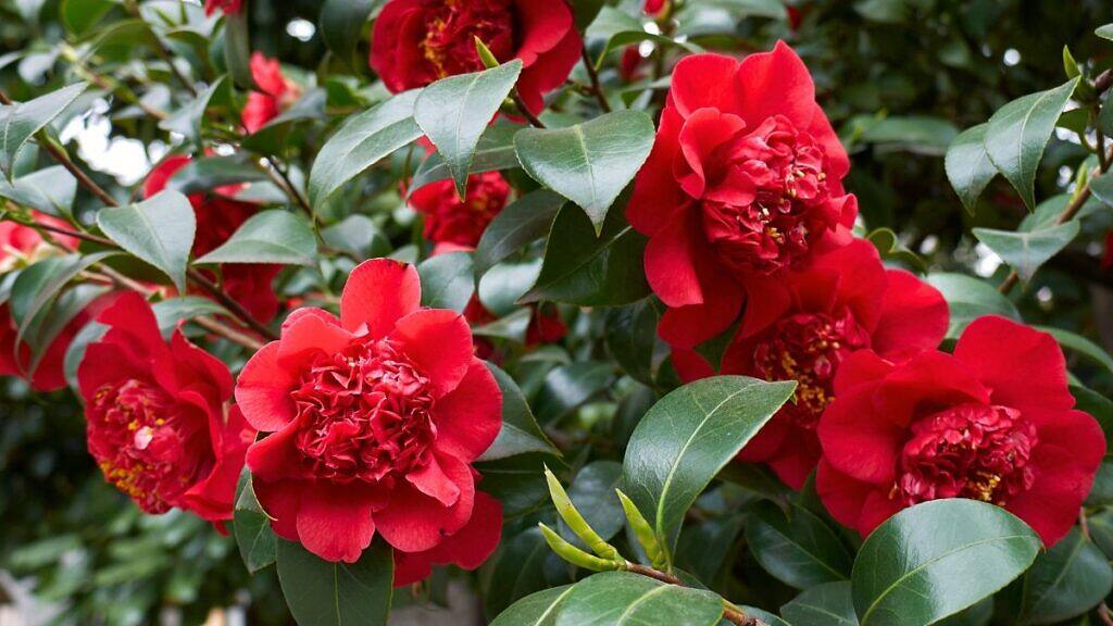 Camellia japonica