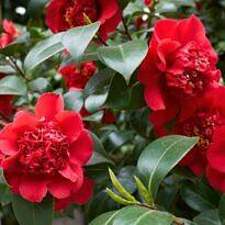 Camellia japonica