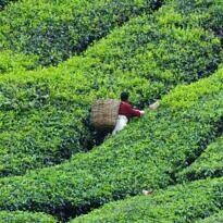 Camellia sinensis