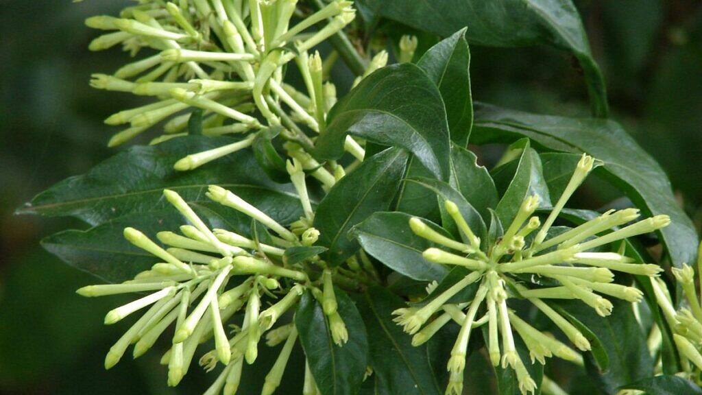 Cestrum nocturnum