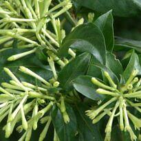 Cestrum nocturnum