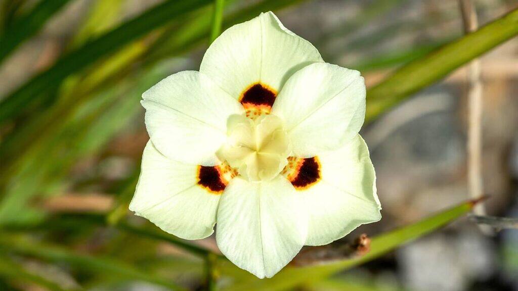 Dietes bicolor