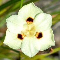 Dietes bicolor