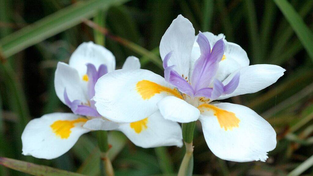 Dietes grandiflora