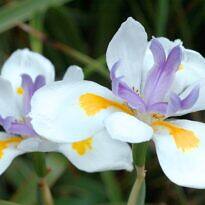 Dietes grandiflora