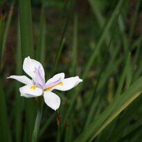 Dietes iridioides