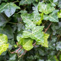 Hedera helix