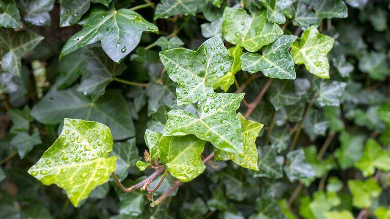 Hedera helix