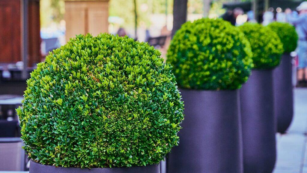 Buxus sempervirens