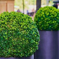 Buxus sempervirens