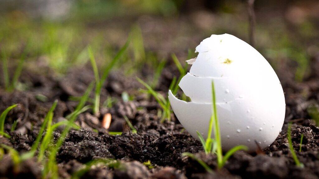 ¡No las tires! Cómo utilizar cáscaras de huevo para plantas más saludables