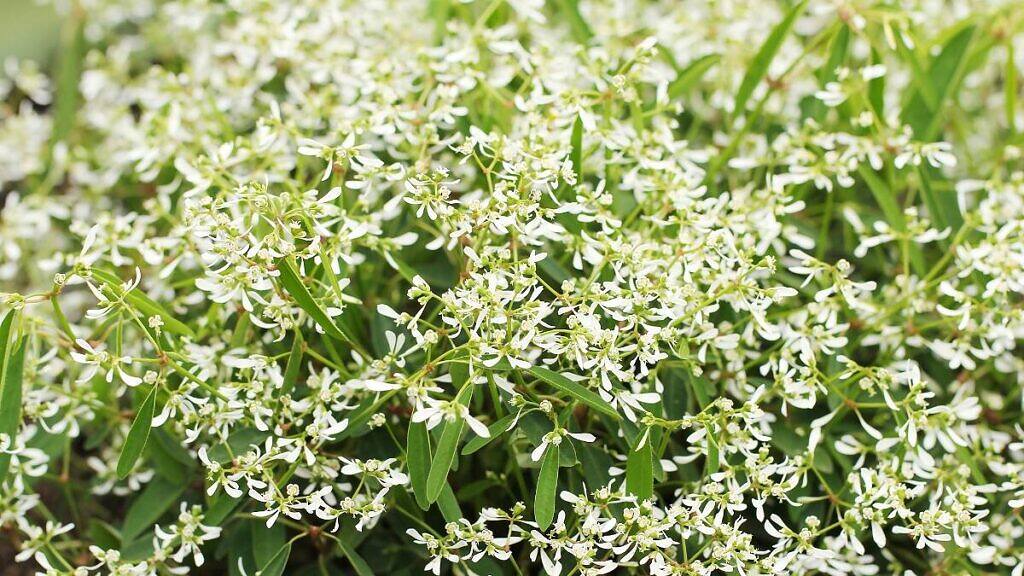 Chamaesyce hypericifolia