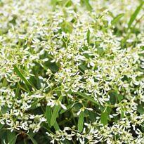 Chamaesyce hypericifolia