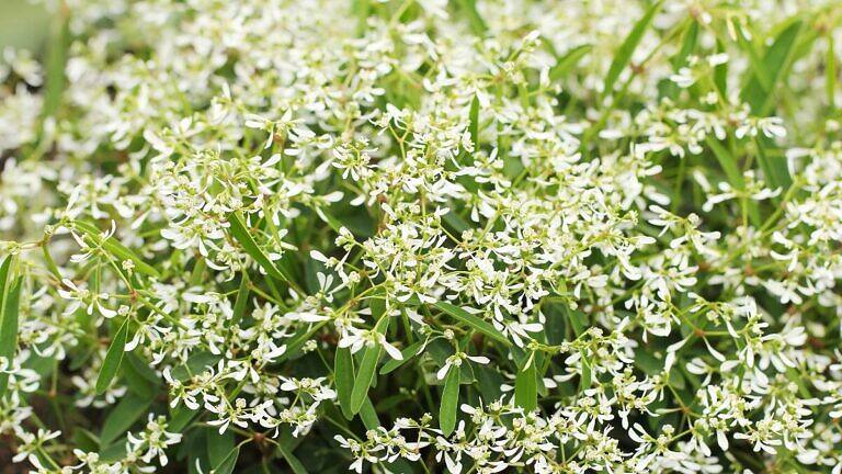 Chamaesyce hypericifolia