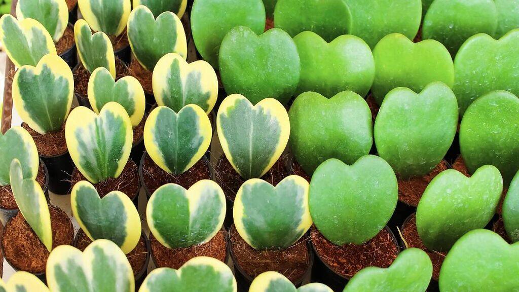 Hoya kerrii