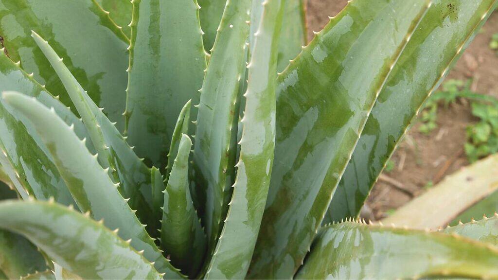Aloe vera