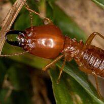 Control de cupins en el jardín: Guía completa