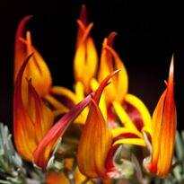 Lotus berthelotii
