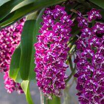Rhynchostylis gigantea