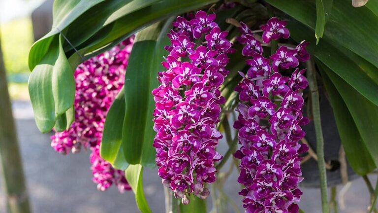 Rhynchostylis gigantea