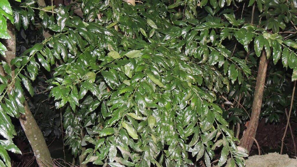 Seguieria langsdorffii